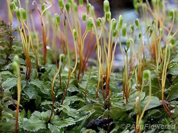 Plant form with sporophytes